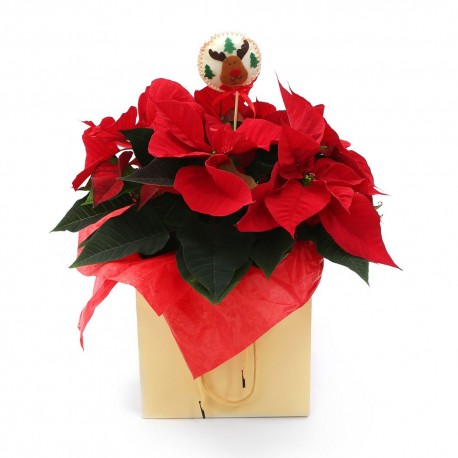 Symbol of Christmas